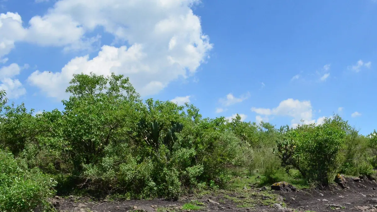 REFORESTACION JESUS GTZ-EL SOL DE IRAPUATO (2)